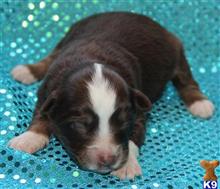 miniature australian shepherd puppy posted by Kimberly Jones